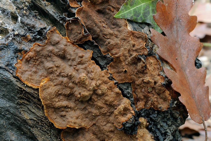 Penso a Hymenochaete rubiginosa - foto 5641 (H. rubiginosa)