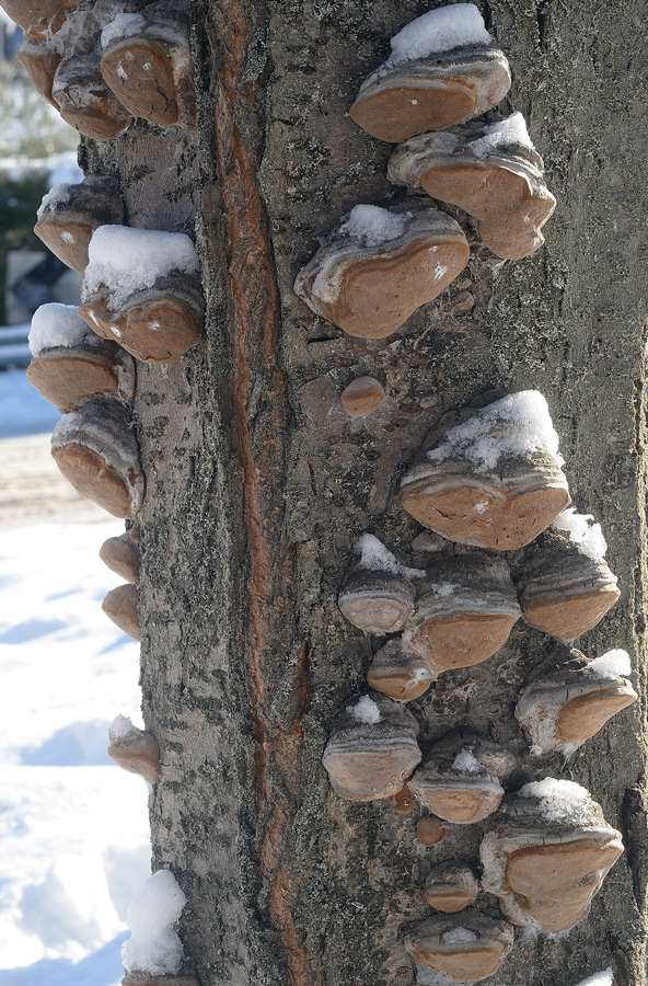 Phellinus pomaceus - foto 9738