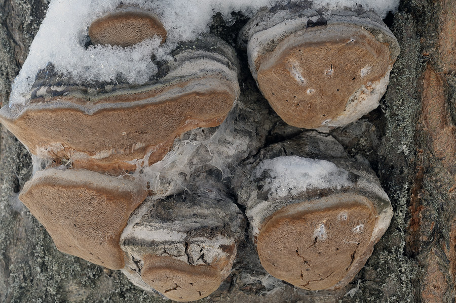 Phellinus pomaceus - foto 9738