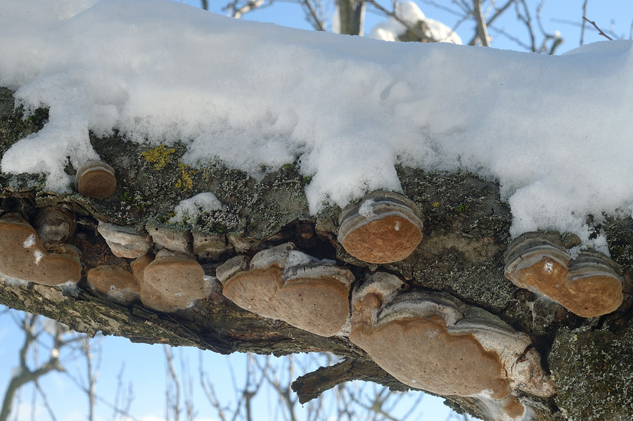 Phellinus pomaceus - foto 9738