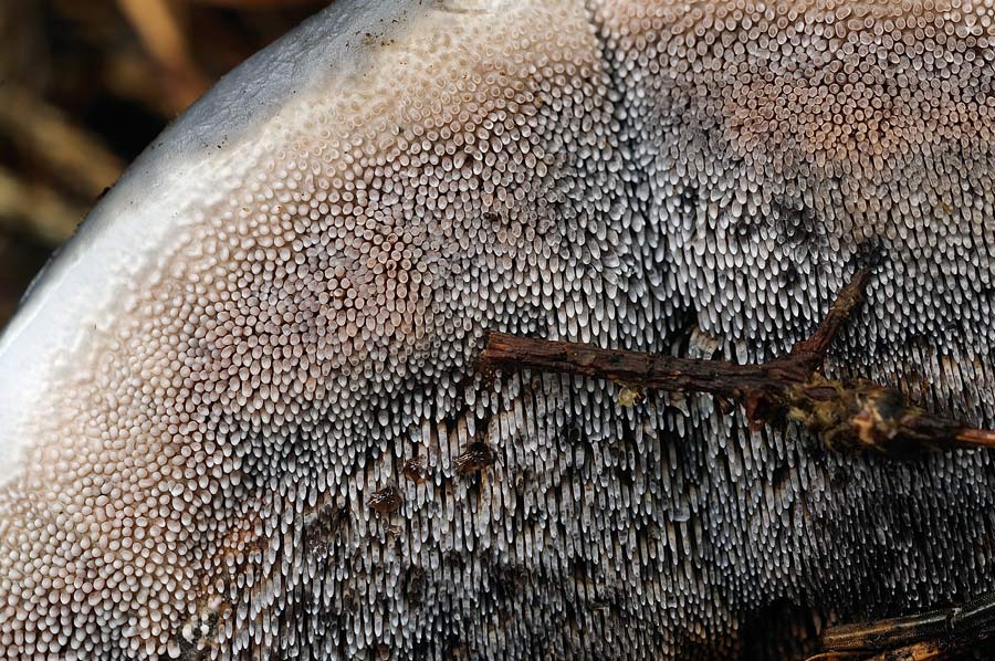 Un Phellodon forse tomentosus?-foto3235 (Hydnellum caeruleum