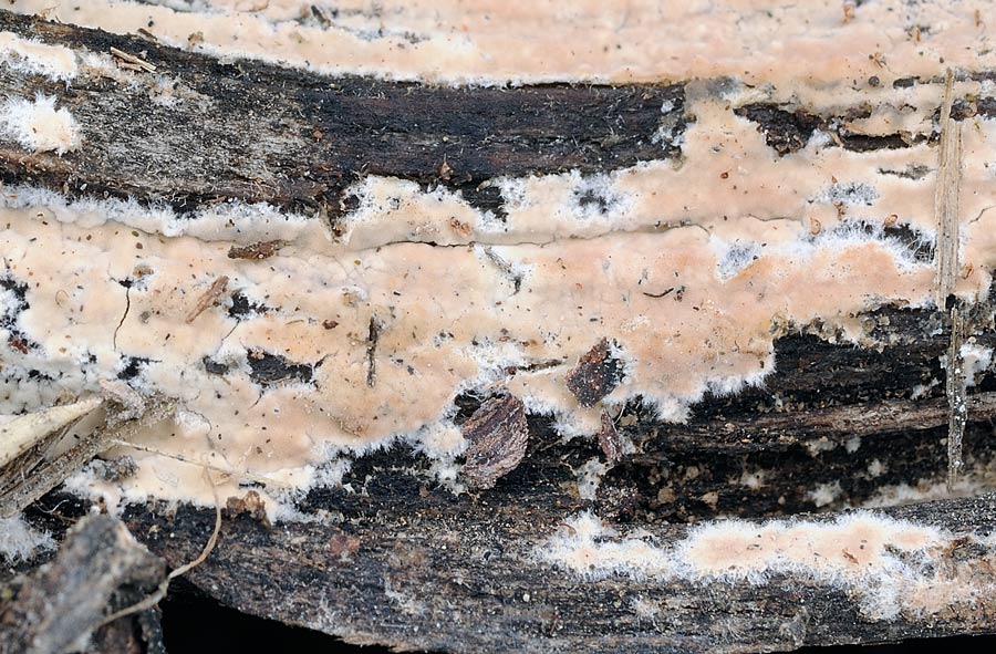 Chicca di crosta - foto 5627 (Cylindrobasidium laeve)