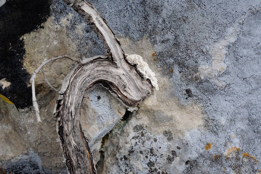 Chicca di crosta - foto 5627 (Cylindrobasidium laeve)