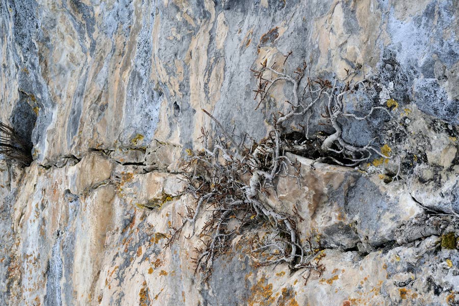 Chicca di crosta - foto 5627 (Cylindrobasidium laeve)