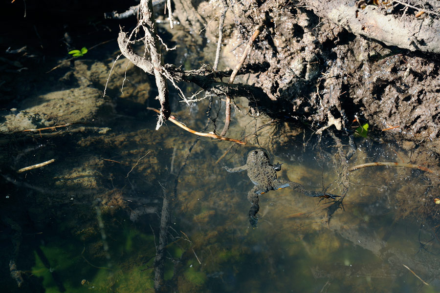 Ululone appennino ben presente