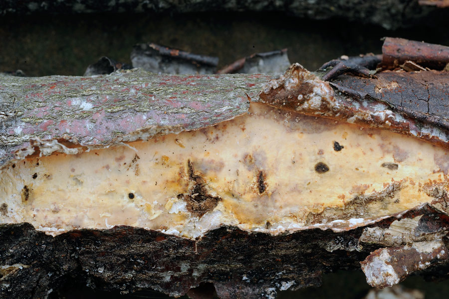 Una Vuilleminia giallastra?-foto 5659 (Vuilleminia comedens)