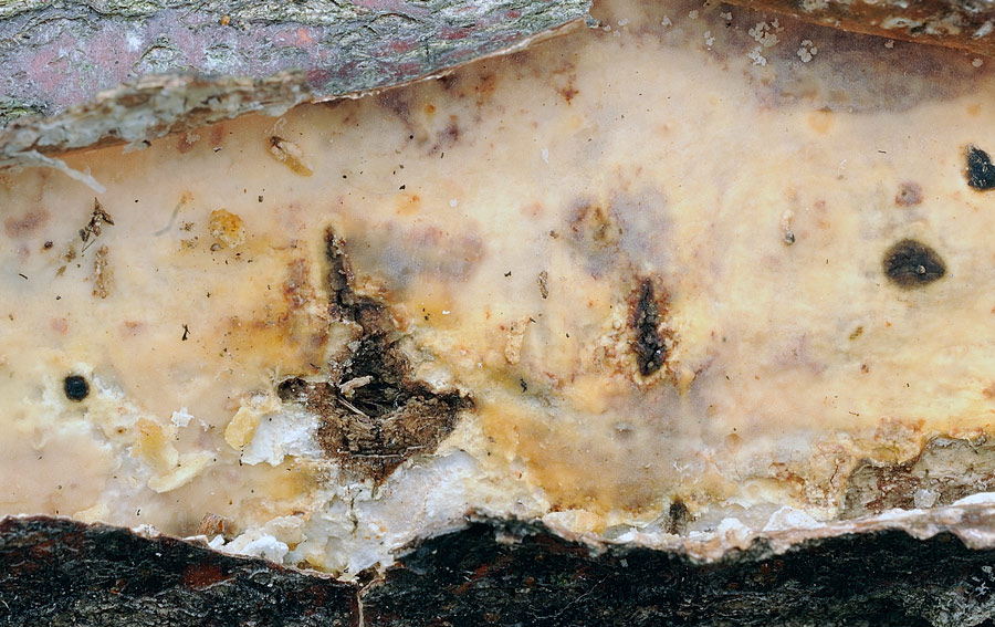 Una Vuilleminia giallastra?-foto 5659 (Vuilleminia comedens)