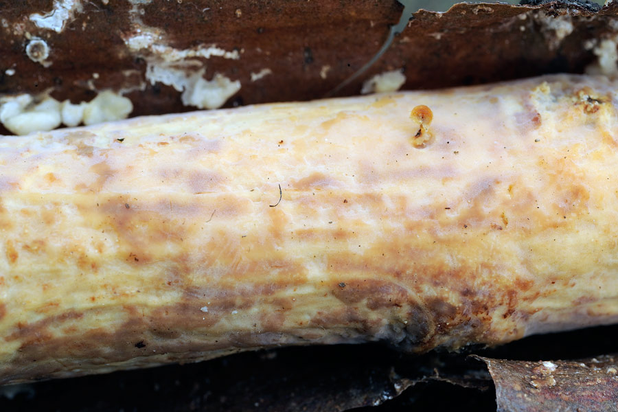 Una Vuilleminia giallastra?-foto 5659 (Vuilleminia comedens)