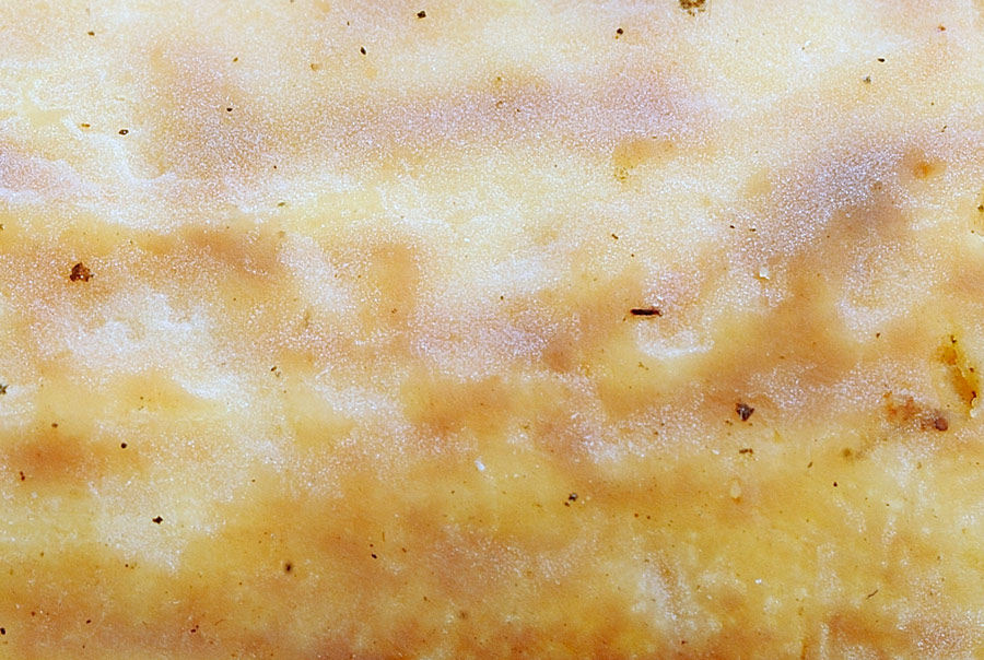 Una Vuilleminia giallastra?-foto 5659 (Vuilleminia comedens)