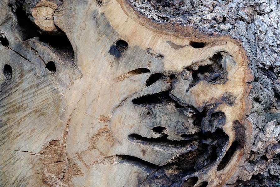 Onore alla grande quercia - foto 5224