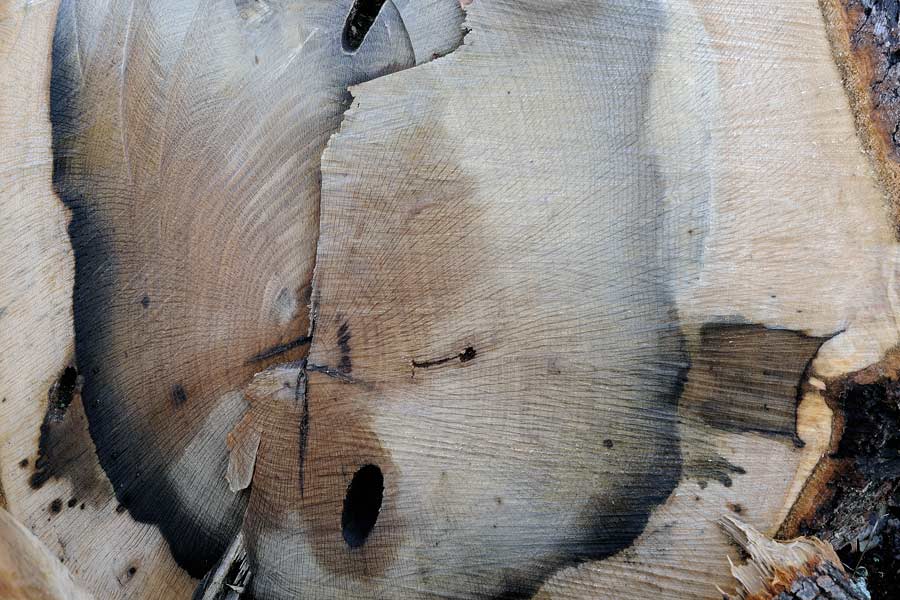 Onore alla grande quercia - foto 5224