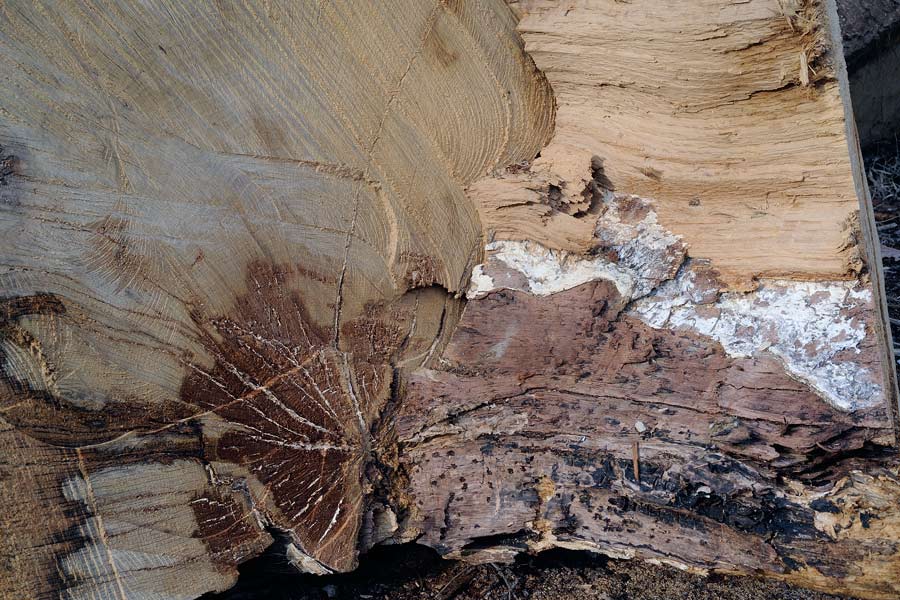 Onore alla grande quercia - foto 5224