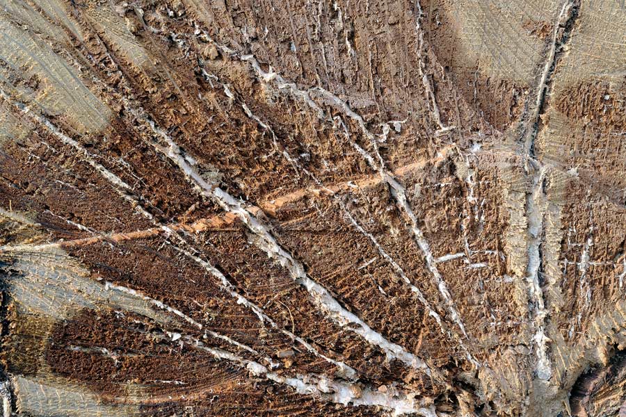 Onore alla grande quercia - foto 5224