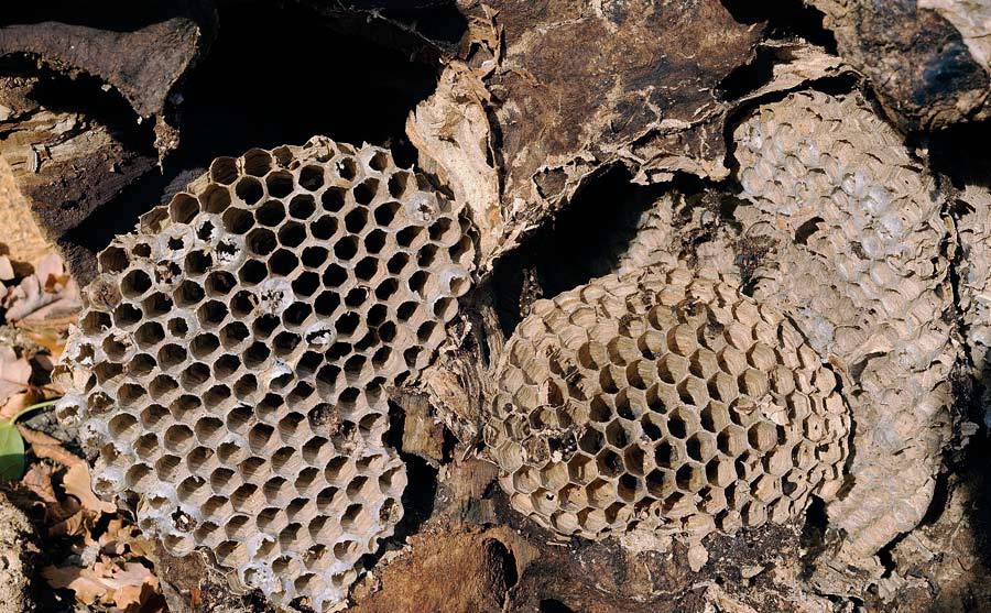 Onore alla grande quercia - foto 5224