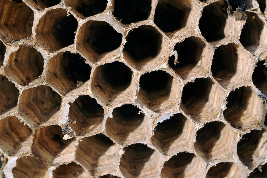 Onore alla grande quercia - foto 5224