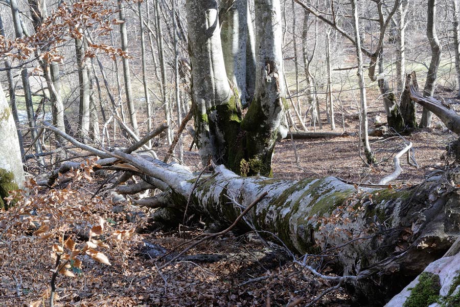 Crosta bianca su faggio - foto 5383 (Sistotrema sernanderi)