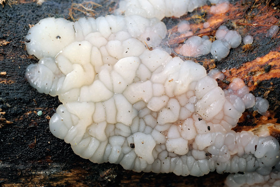 Lavoro - Forse Pirenomiceti foto 0806