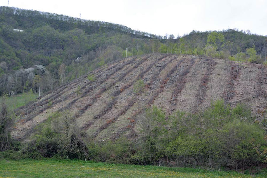 Steccherinum?2raccolte-f.1226 e 1229 (S. ochraceum)