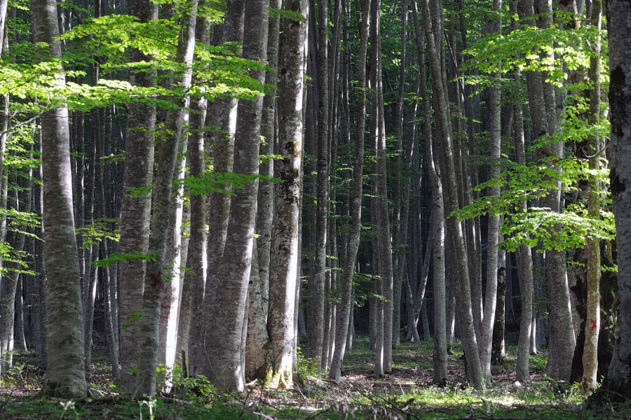 Crosta da determinare - foto 1542 (Hyphoderma roseocremeum)