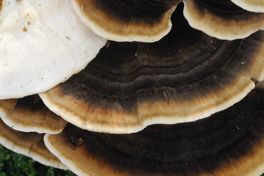Credo Phellinus - foto 3997 (Phellinus sp.)