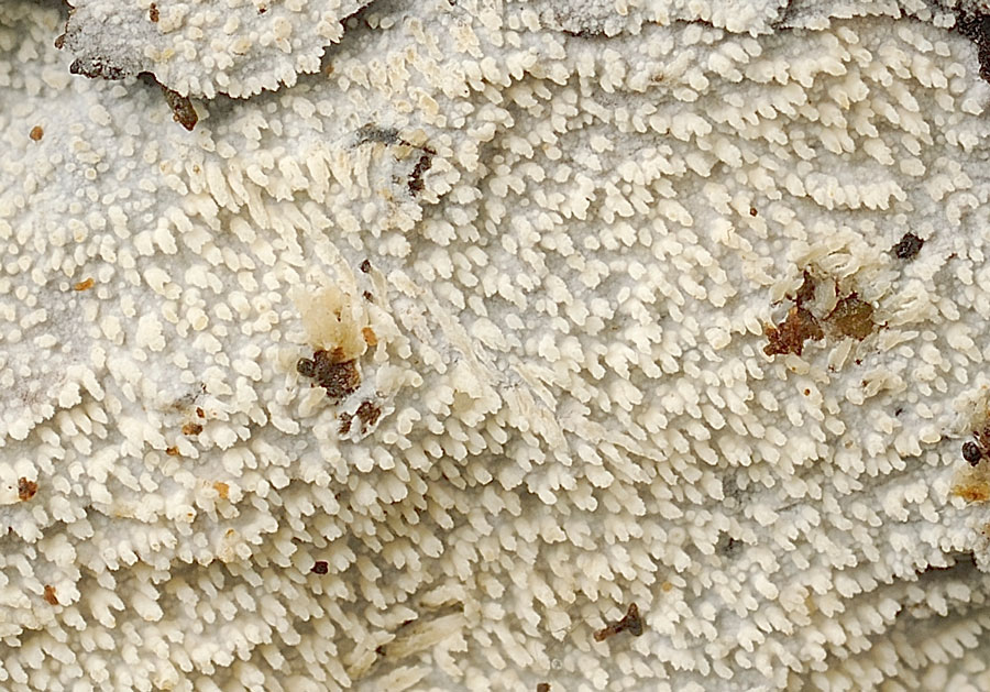 Crosta bianca con dentini - foto 2947 (Hyphodontia arguta)