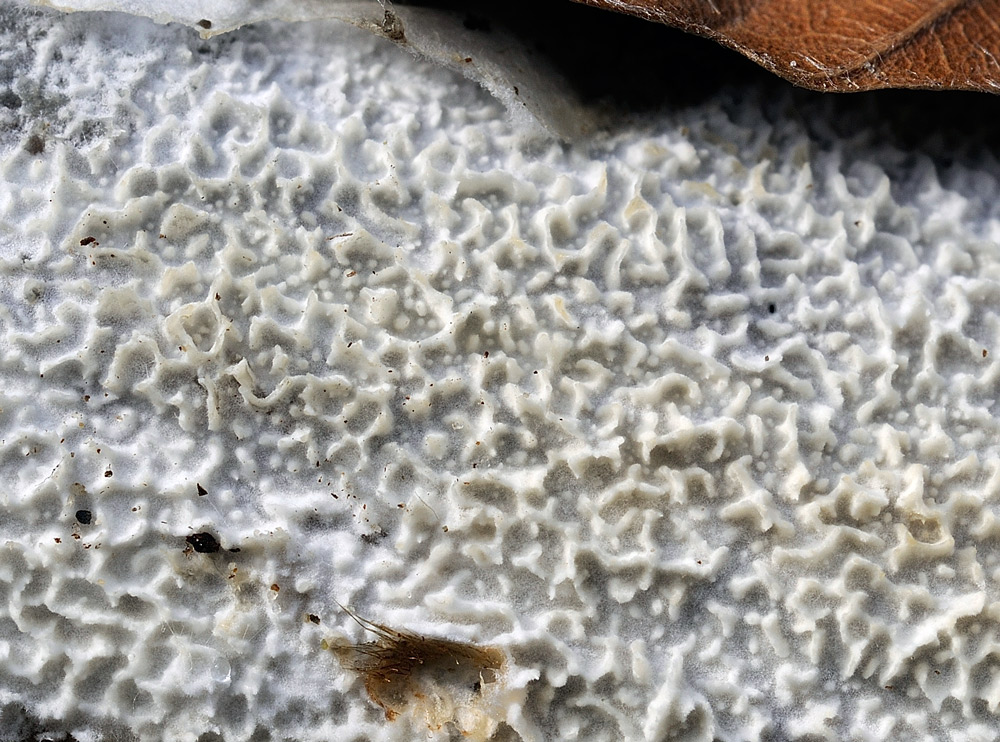 Crosticina bianca - foto 5607