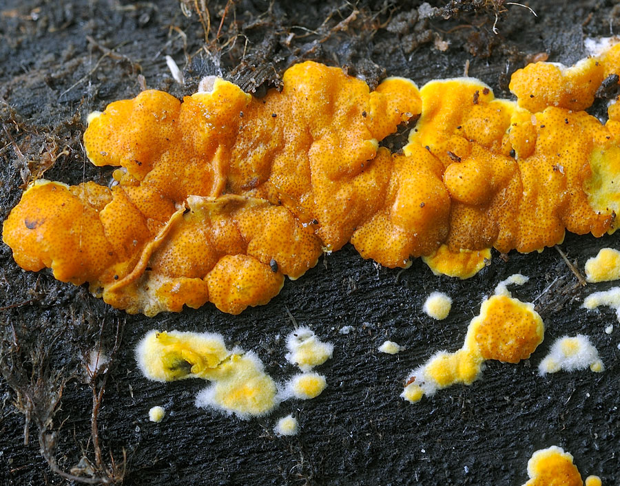 Crostice arancio - foto 2937