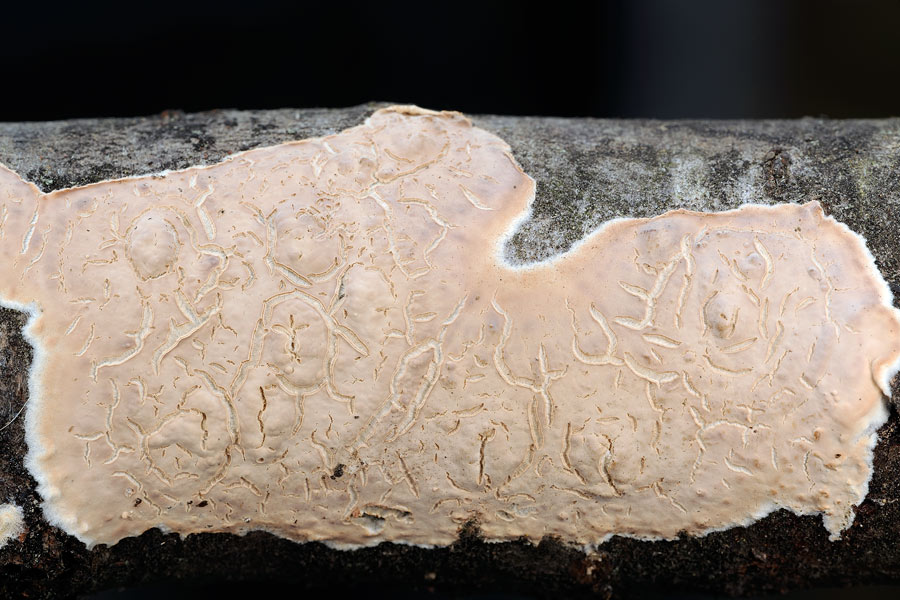 Lavoro-su legno di fico-foto 0529(Cylindrobasidium laeve)