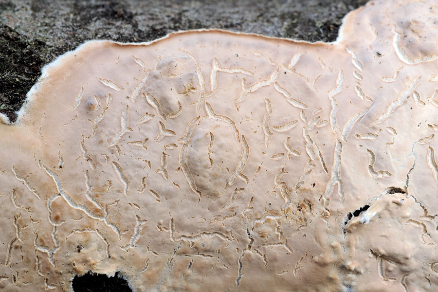 Lavoro-su legno di fico-foto 0529(Cylindrobasidium laeve)