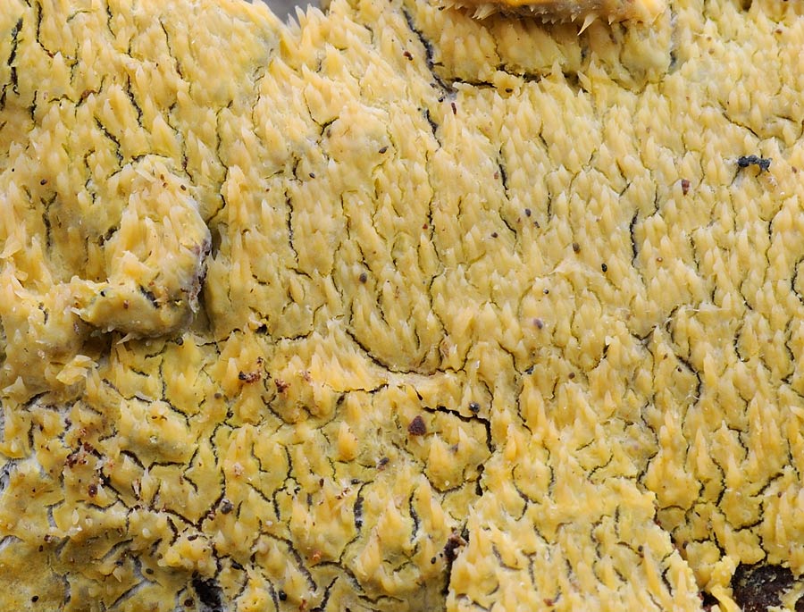 Crosta giallastra - foto 0438 (R. molaris e Mycoacia uda)