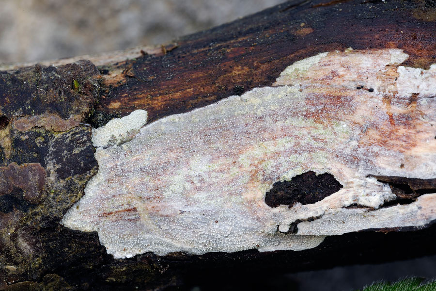 Crosta su ginepro - foto 0447 (Hyphodontia juniperi)