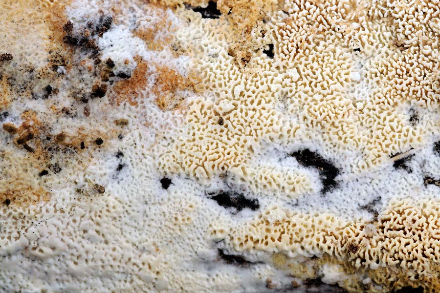 Lavoro - Crosta foto 0532 (Schizopora paradoxa)