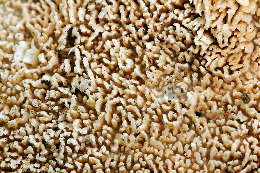 Lavoro - Crosta foto 0532 (Schizopora paradoxa)