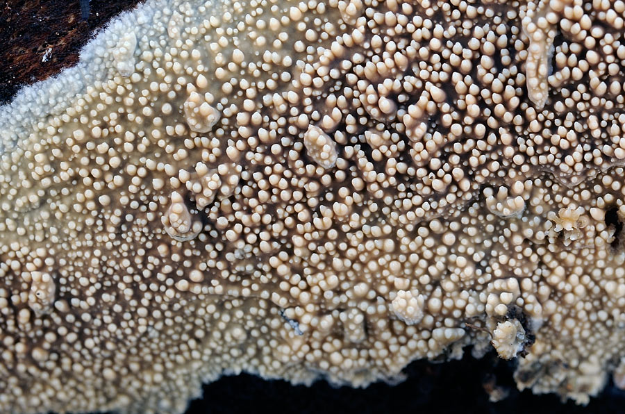 Lavoro - Crosta foto 0577 (Dacryobolus sudans)