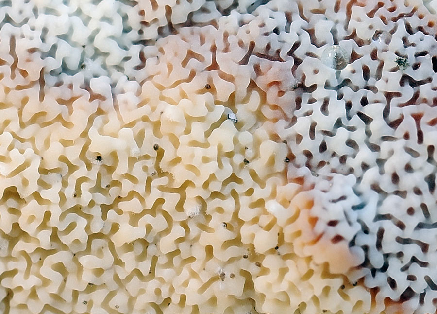 Lavoro - Crosta foto 0604 (Byssomerulius corium)