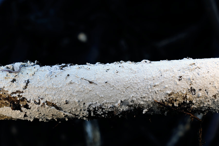 Lavoro - Crosta foto 0725 (Hyphodontia sambuci)