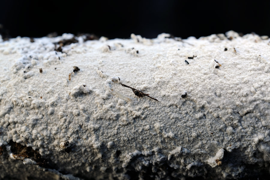 Lavoro - Crosta foto 0725 (Hyphodontia sambuci)