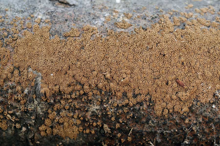 Lavoro - Forse Pirenomiceti foto 0806