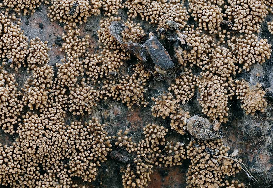 Lavoro - Forse Pirenomiceti foto 0806