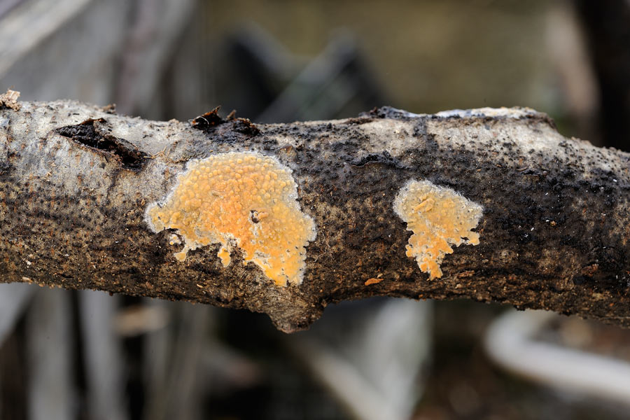 Lavoro - Crosta arancio foto 0813 (Peniophora incarnata)