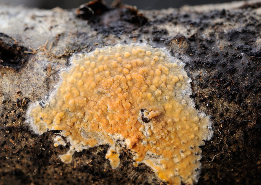 Lavoro - Crosta arancio foto 0813 (Peniophora incarnata)