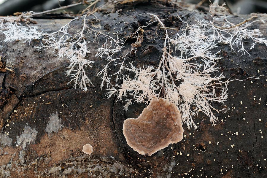 Lavoro - Crosta su abete foto 0818 (Amylostereum chailletii)