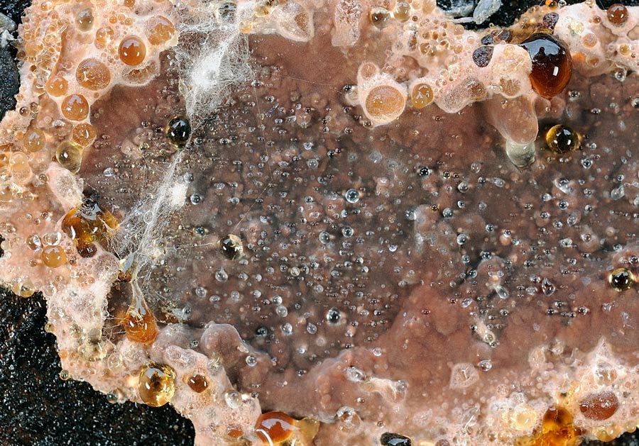 Lavoro - Crosta su abete foto 0818 (Amylostereum chailletii)