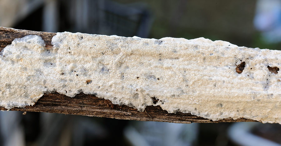 Lavoro - Crosta chiara foto 0859 (Byssomerulius corium)