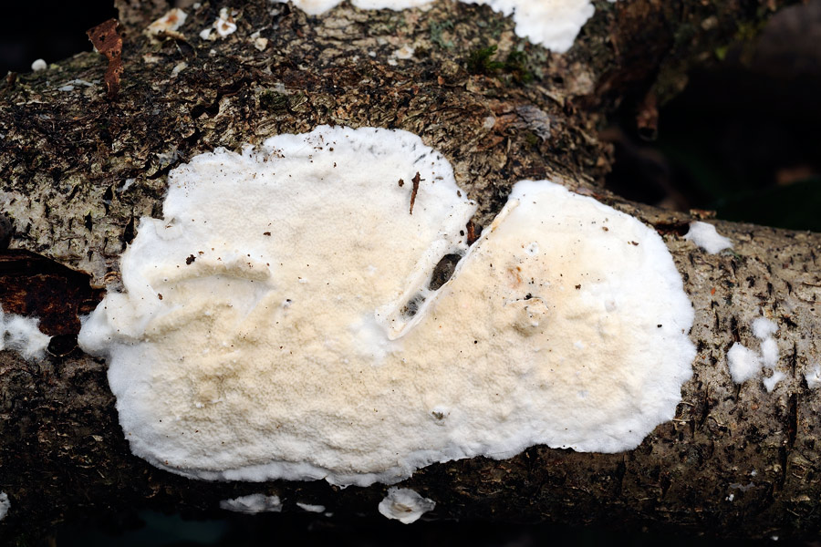 Forse Phlebia rufa? - foto 0909 (Byssomerulius corium)