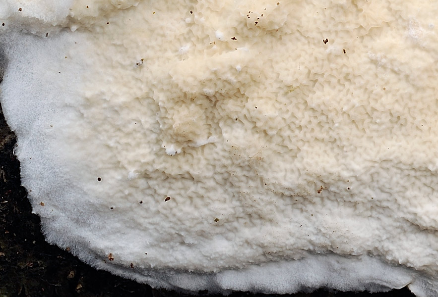 Forse Phlebia rufa? - foto 0909 (Byssomerulius corium)