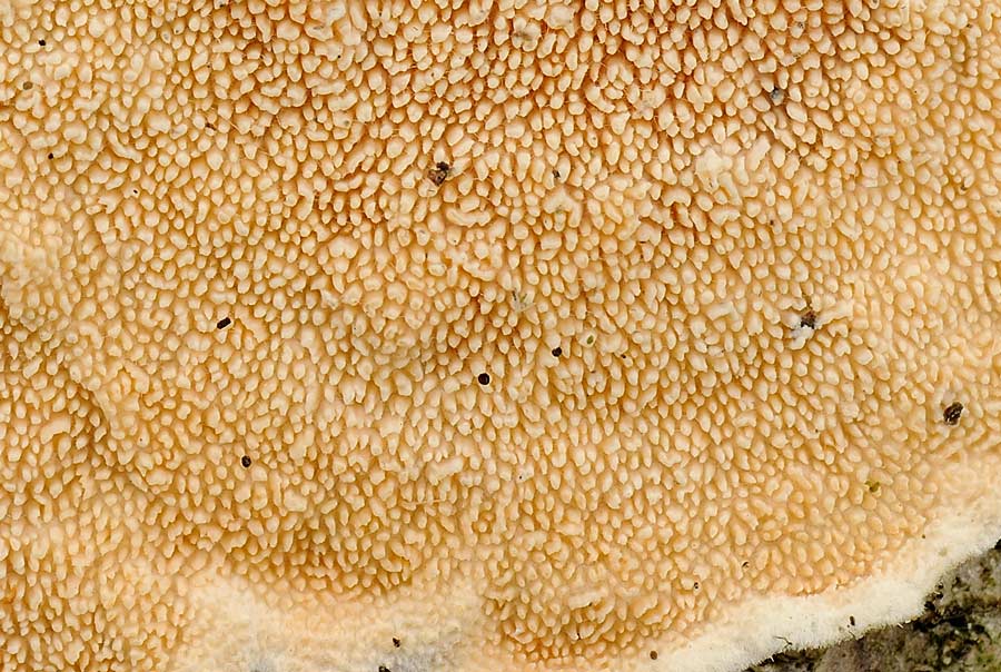 Steccherinum?2raccolte-f.1226 e 1229 (S. ochraceum)