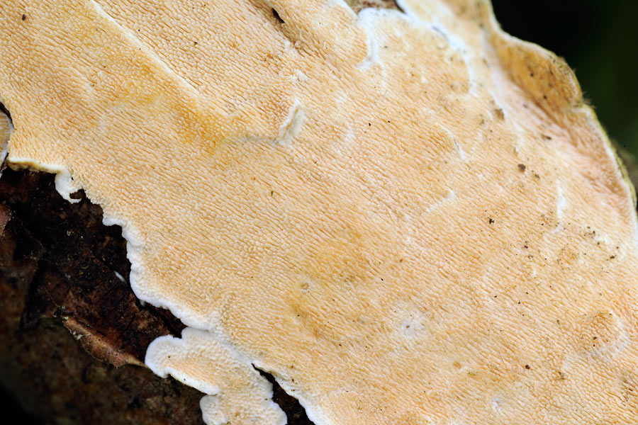 Steccherinum?2raccolte-f.1226 e 1229 (S. ochraceum)