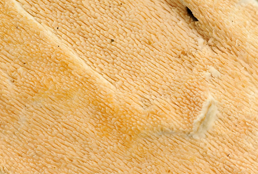 Steccherinum?2raccolte-f.1226 e 1229 (S. ochraceum)