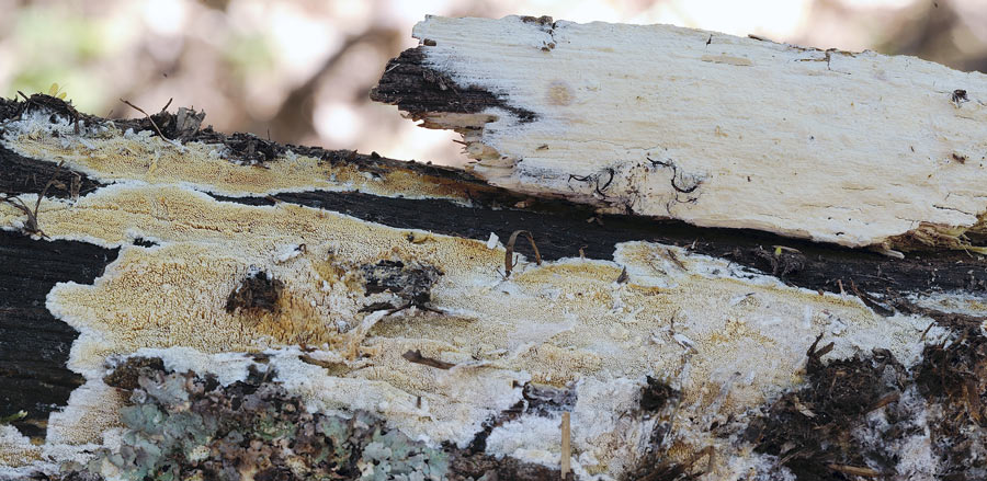 Crosta da determinare - foto 1542 (Hyphoderma roseocremeum)